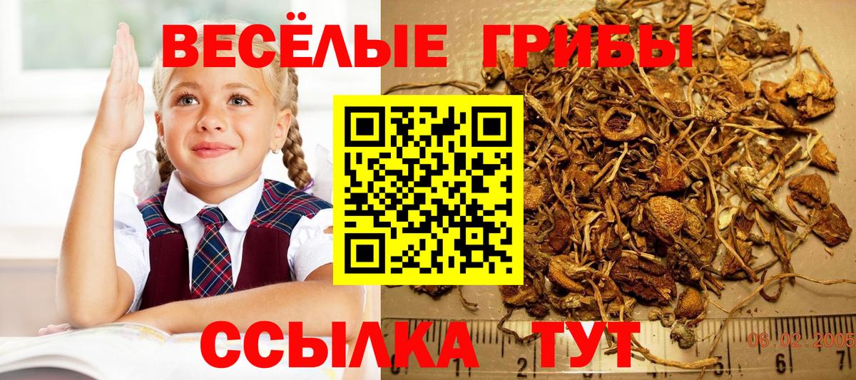 Холмск  Галлюциногенные грибы Psilocybe  Вход с VPN 